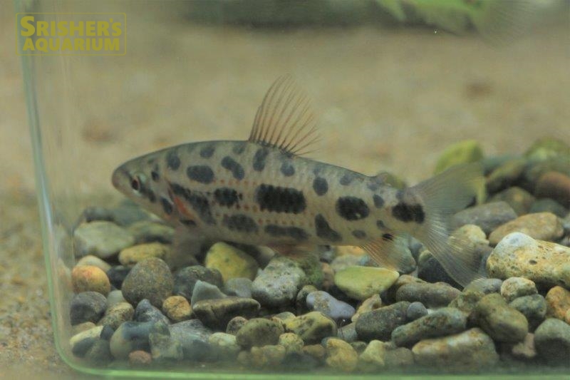 ﾚﾎﾟﾘﾇｽ ﾅｲｽﾆｰ